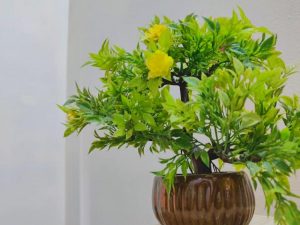 photo 1643650128252 fb2c5c7c620fcropentropycstinysrgbfitmaxfmjpgixidM3wxNDA1NTd8MHwxfHNlYXJjaHwxMDd8fGFydGlmaWNpYWwlMjBmbG93ZXJzJTIwZ2FyZGVucyUyMHBsYW50c3xlbnwxfDB8fHwxNzg4NTU4OTIxfDAixlibrb 4.1.0q80w1080